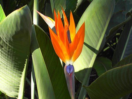 天堂鳥 花語|天堂鳥盆栽怎麽照顧？天堂鳥風水、照顧、換盆&焦邊。